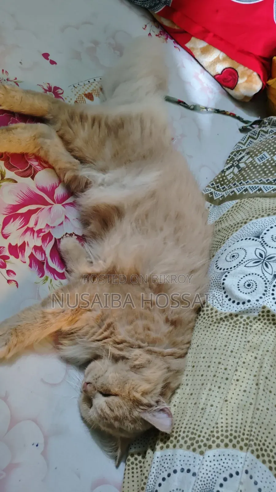 6-12 Months Male Purebred Persian Cat