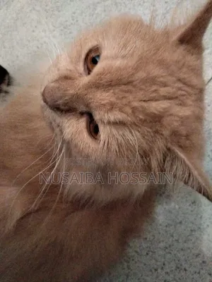 6-12 Months Male Purebred Persian Cat