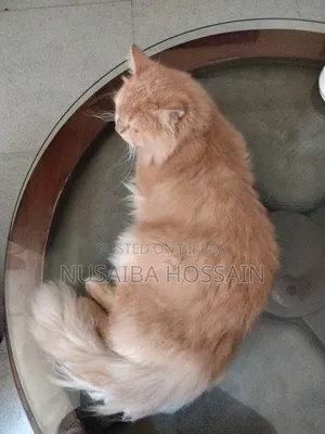 6-12 Months Male Purebred Persian Cat