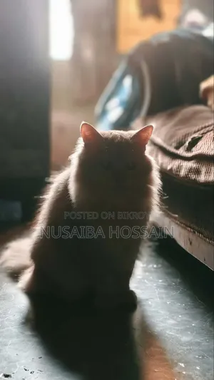 6-12 Months Male Purebred Persian Cat
