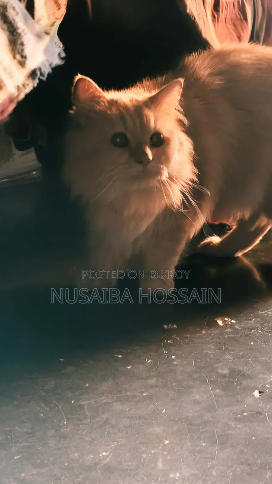 6-12 Months Male Purebred Persian Cat