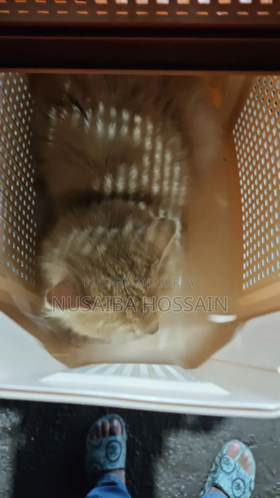 6-12 Months Male Purebred Persian Cat