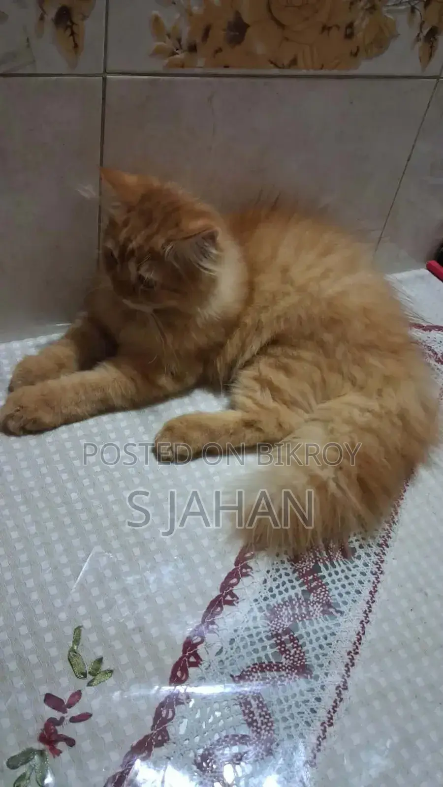 ৩-৬ মাসের পুরুষ খাঁটি পার্সিয়ান