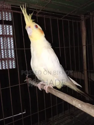 Cockatiel Bird