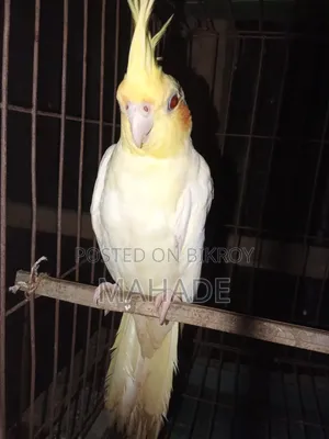 Cockatiel Bird
