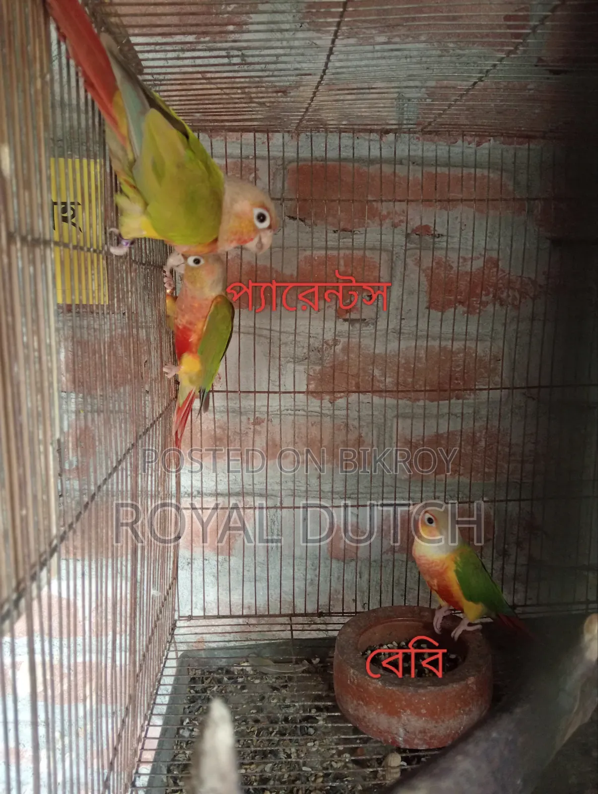 বেবিসহ পাইনাপেল রানিং কুনুর