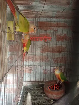 বেবিসহ পাইনাপেল রানিং কুনুর