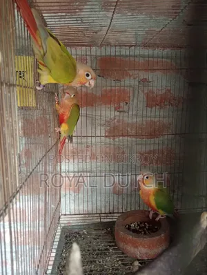 বেবিসহ পাইনাপেল রানিং কুনুর