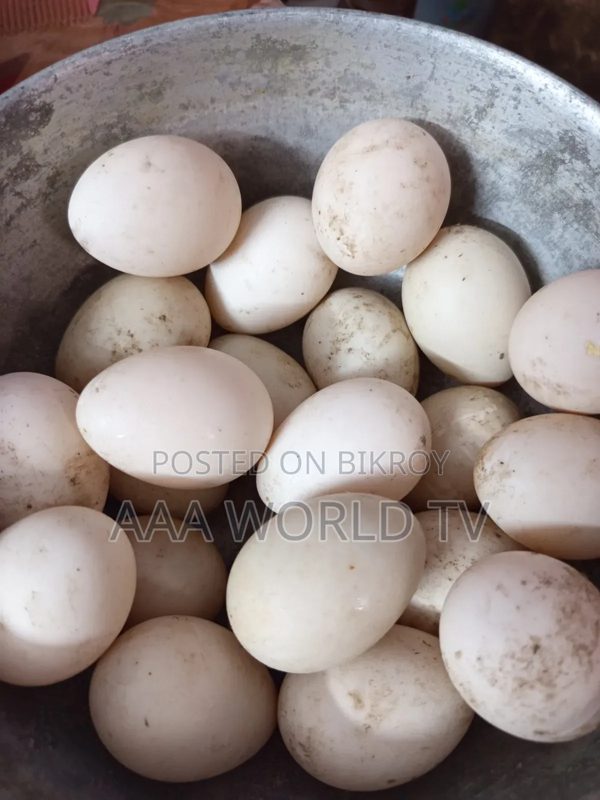 চীনা হাঁসের বীজ ডিম