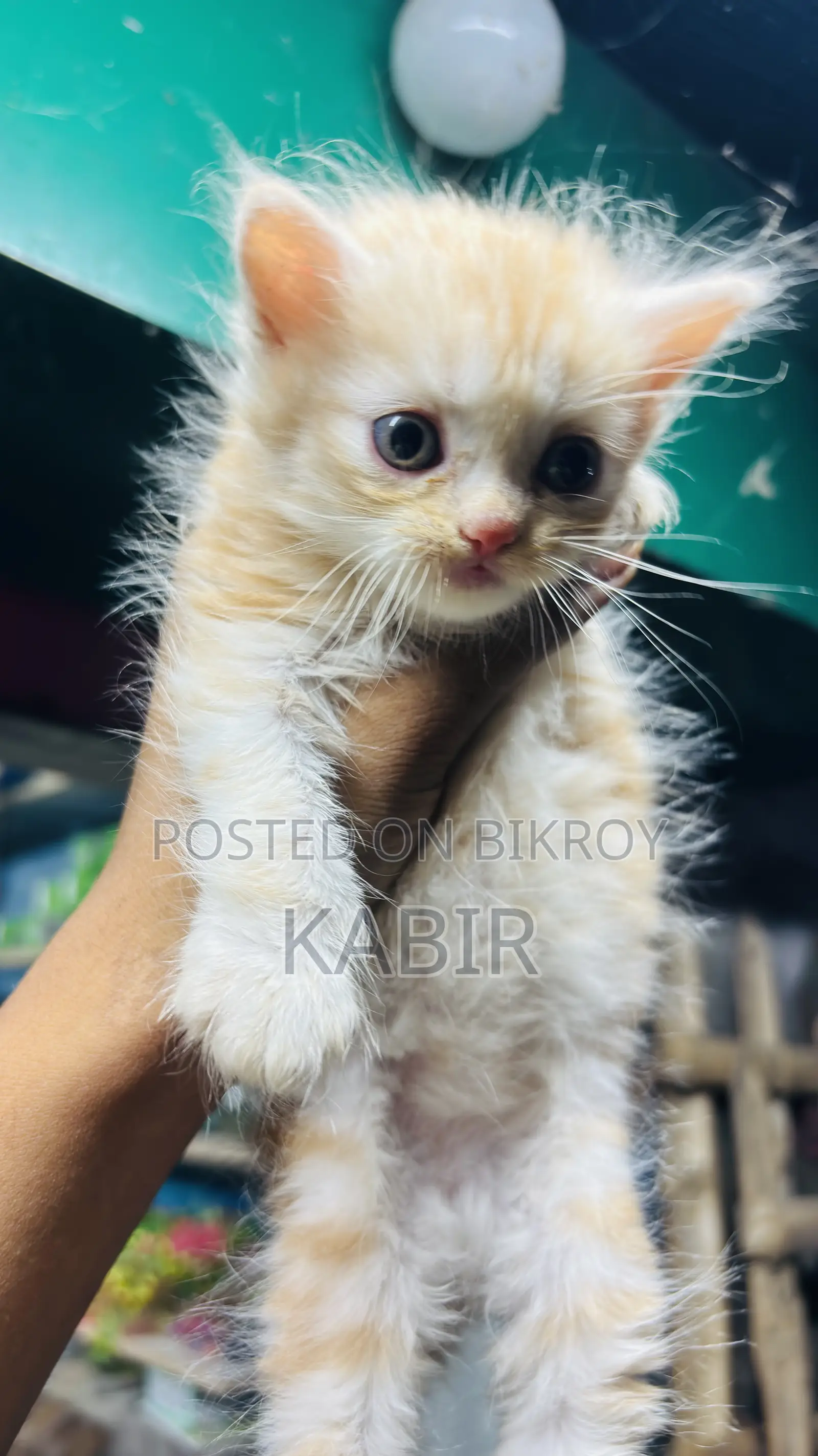 0-1 Month Female Purebred Persian