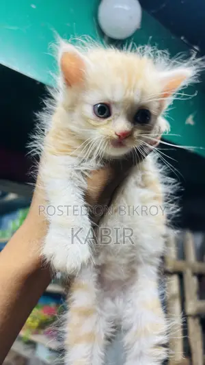 0-1 Month Female Purebred Persian