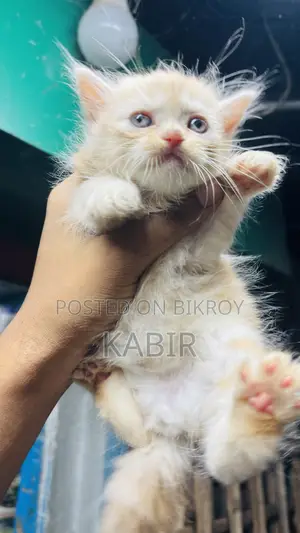 0-1 Month Female Purebred Persian