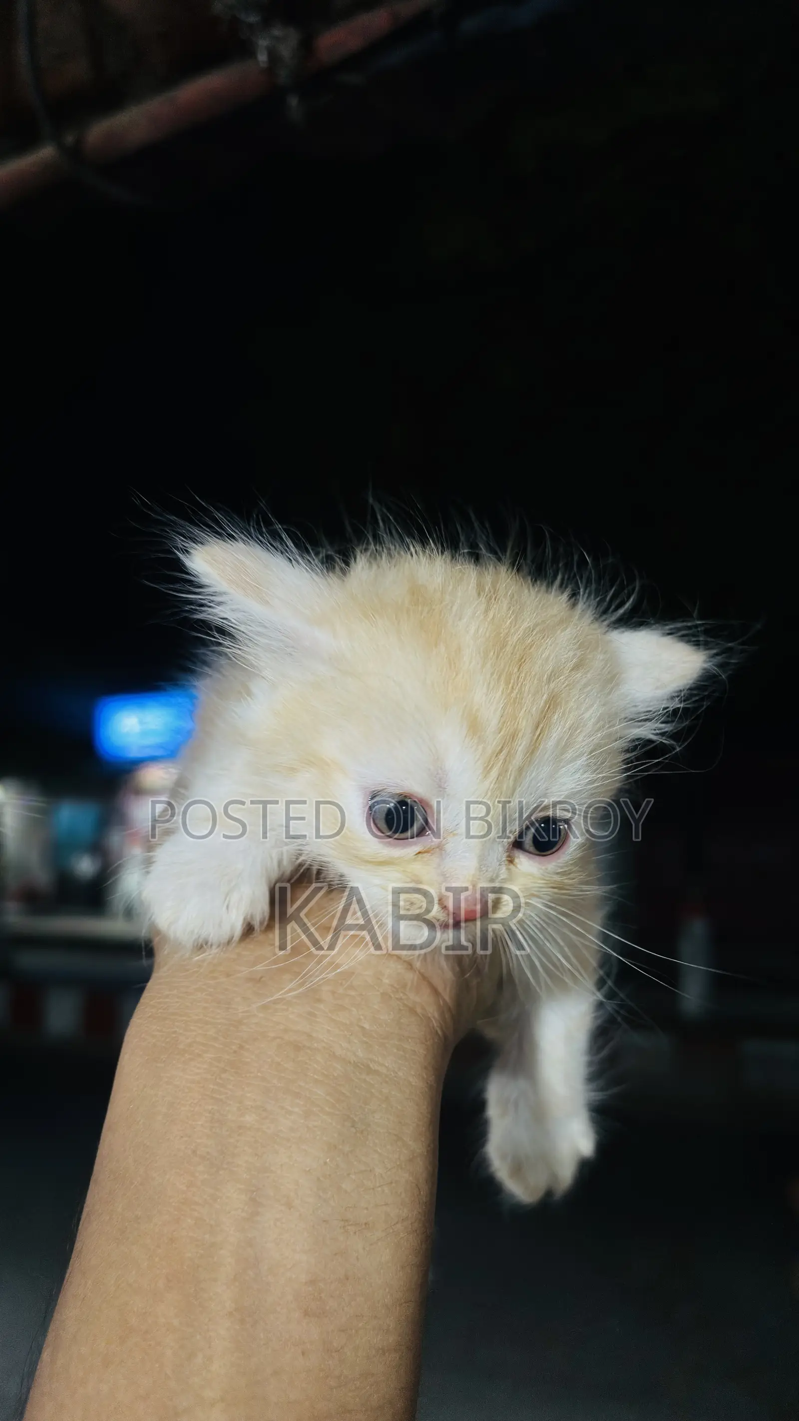 0-1 Month Female Purebred Persian
