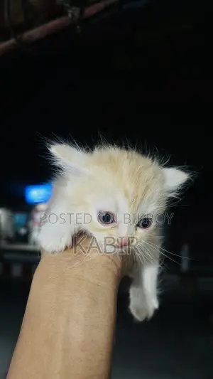 0-1 Month Female Purebred Persian
