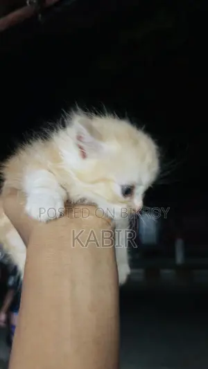 0-1 Month Female Purebred Persian