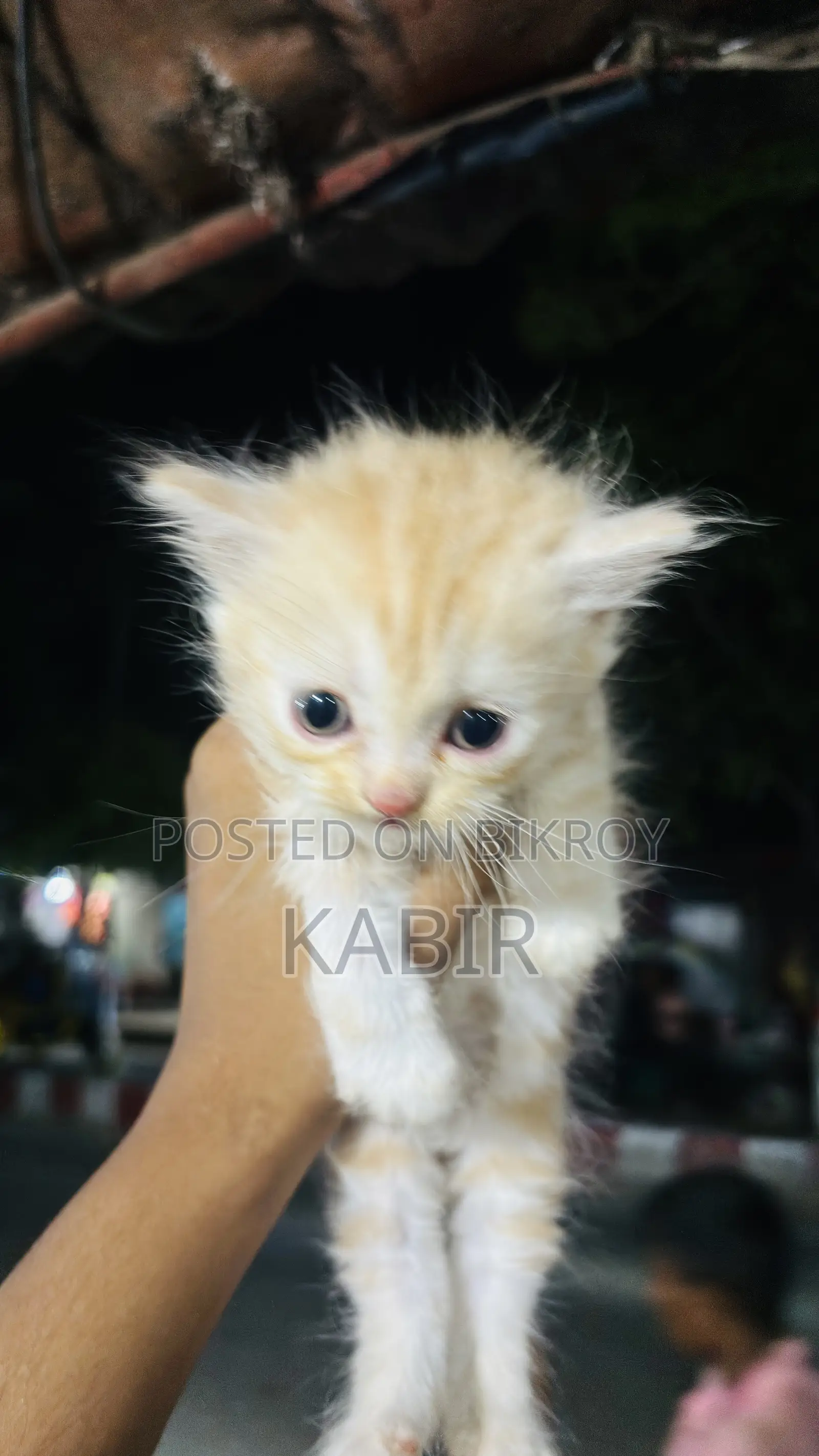 0-1 Month Female Purebred Persian