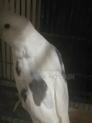 পিওর হোয়াইট হাই মিউটেশন অ্যালবিনো রেড আই অ্যালবিনো পার্ল পাইড ককাটিয়েল