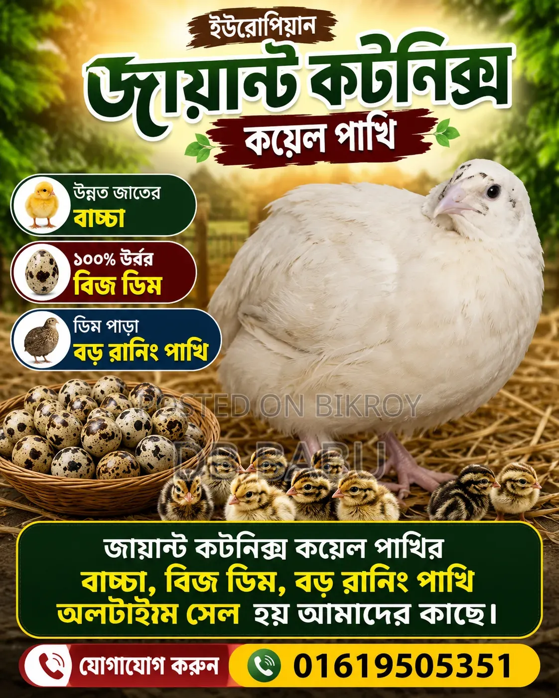 বড় জাতের কয়েল পাখি