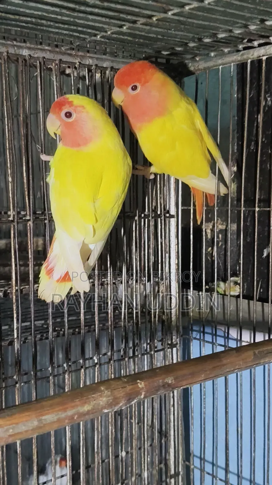 Lovebird Pair