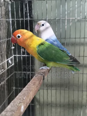 Lovebird Pair