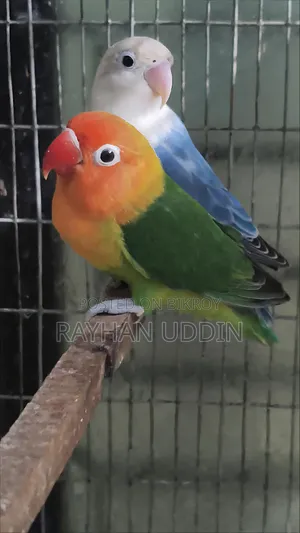 Lovebird Pair