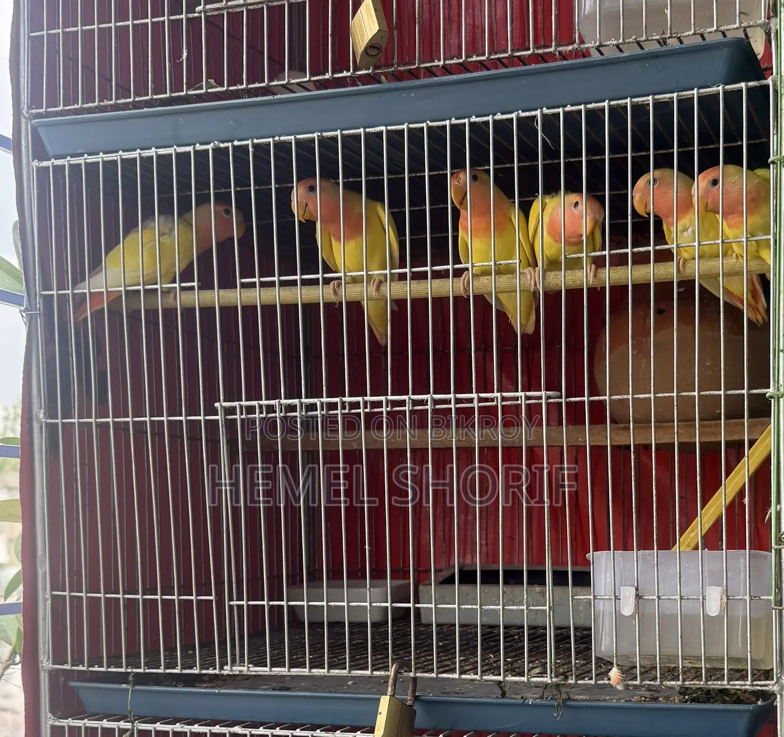 Lutino Red Head Opline Love Birds