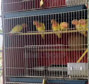 Lutino Red Head Opline Love Birds