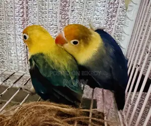 Lovebirds Pair High Mutation PerBlue
