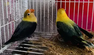 Lovebirds Pair High Mutation PerBlue