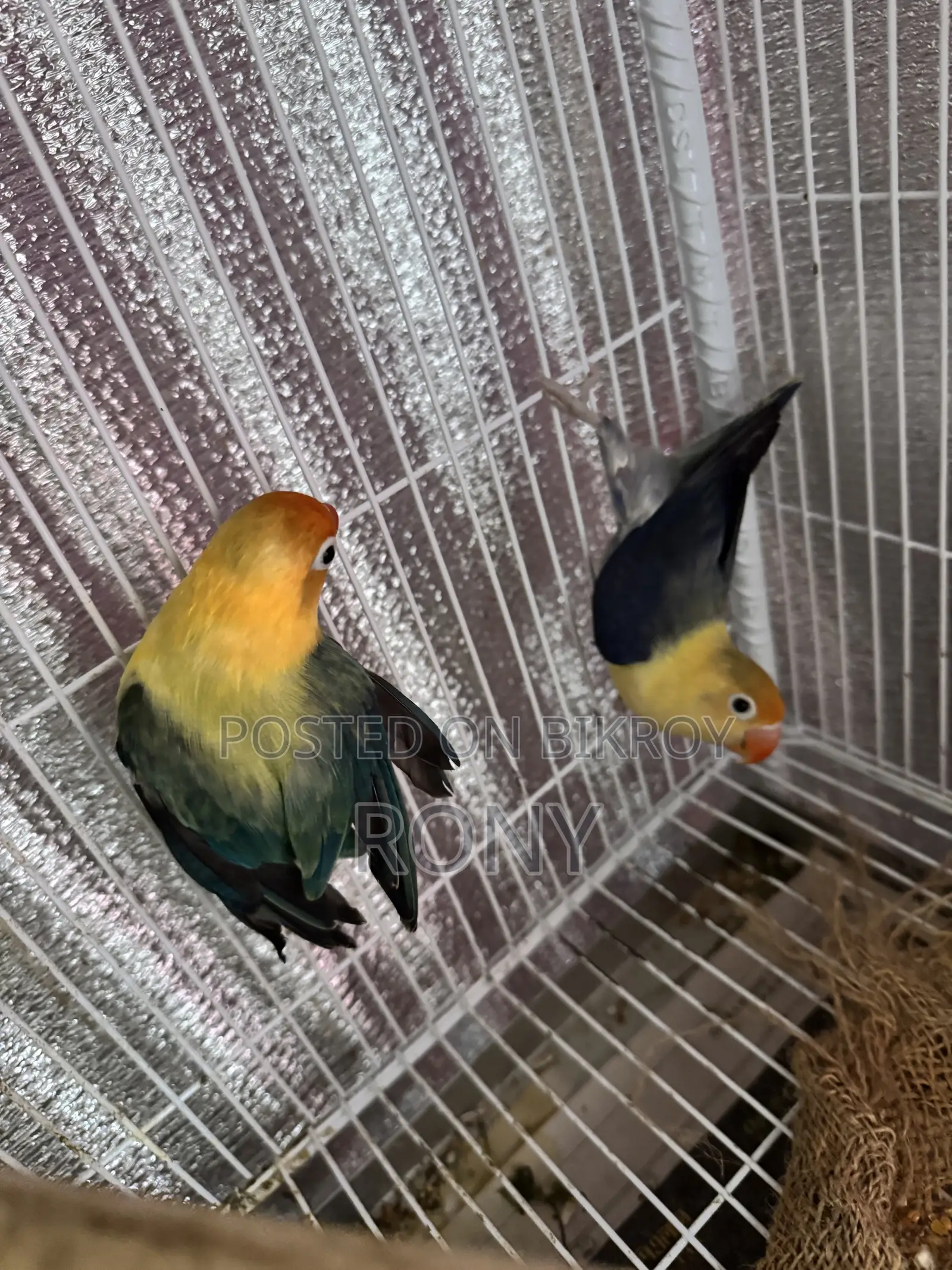 Lovebirds Pair High Mutation PerBlue