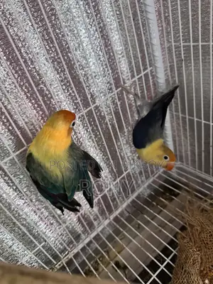 Lovebirds Pair High Mutation PerBlue