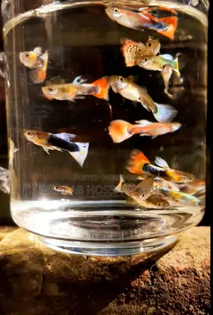 Guppy Fish Aquarium