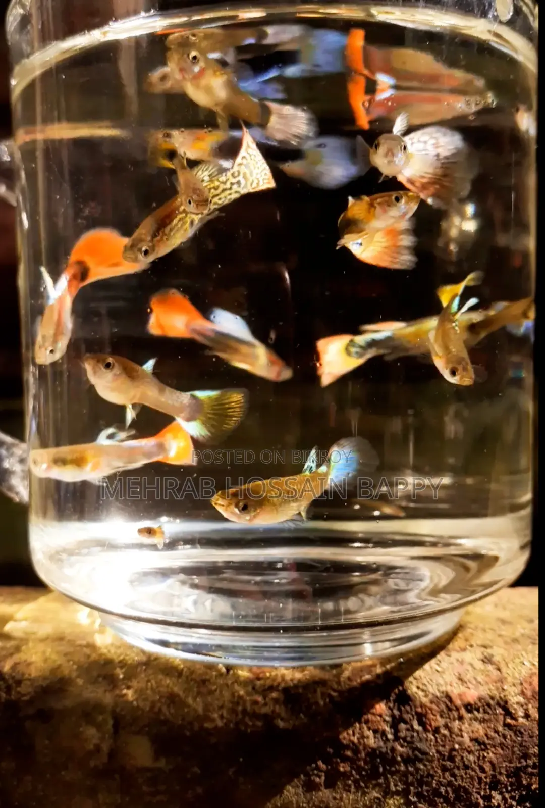 Guppy Fish Aquarium