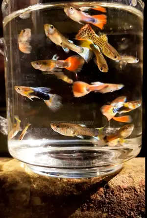 Guppy Fish Aquarium