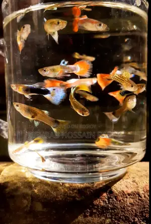 Guppy Fish Aquarium