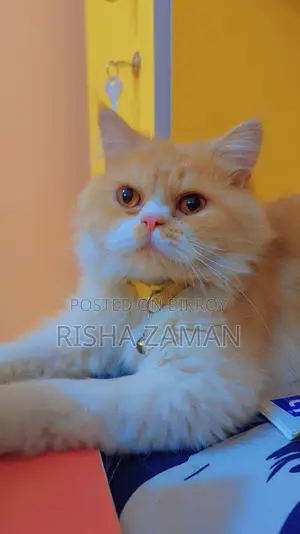 ৬-১২ মাস নর খাঁটি পার্সিয়ান