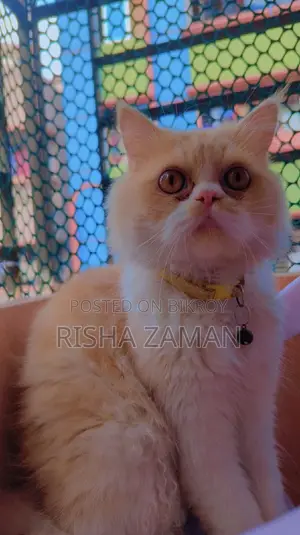 6-12 months Male Purebred Persian