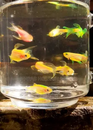 Zebra Aquarium Fish যেব্রা/জেব্রা মাছ