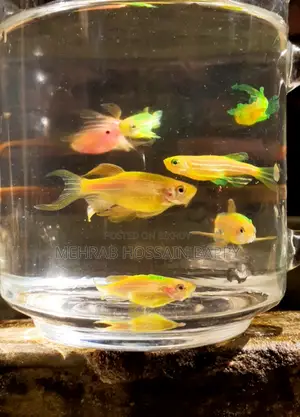 Zebra Aquarium Fish যেব্রা/জেব্রা মাছ