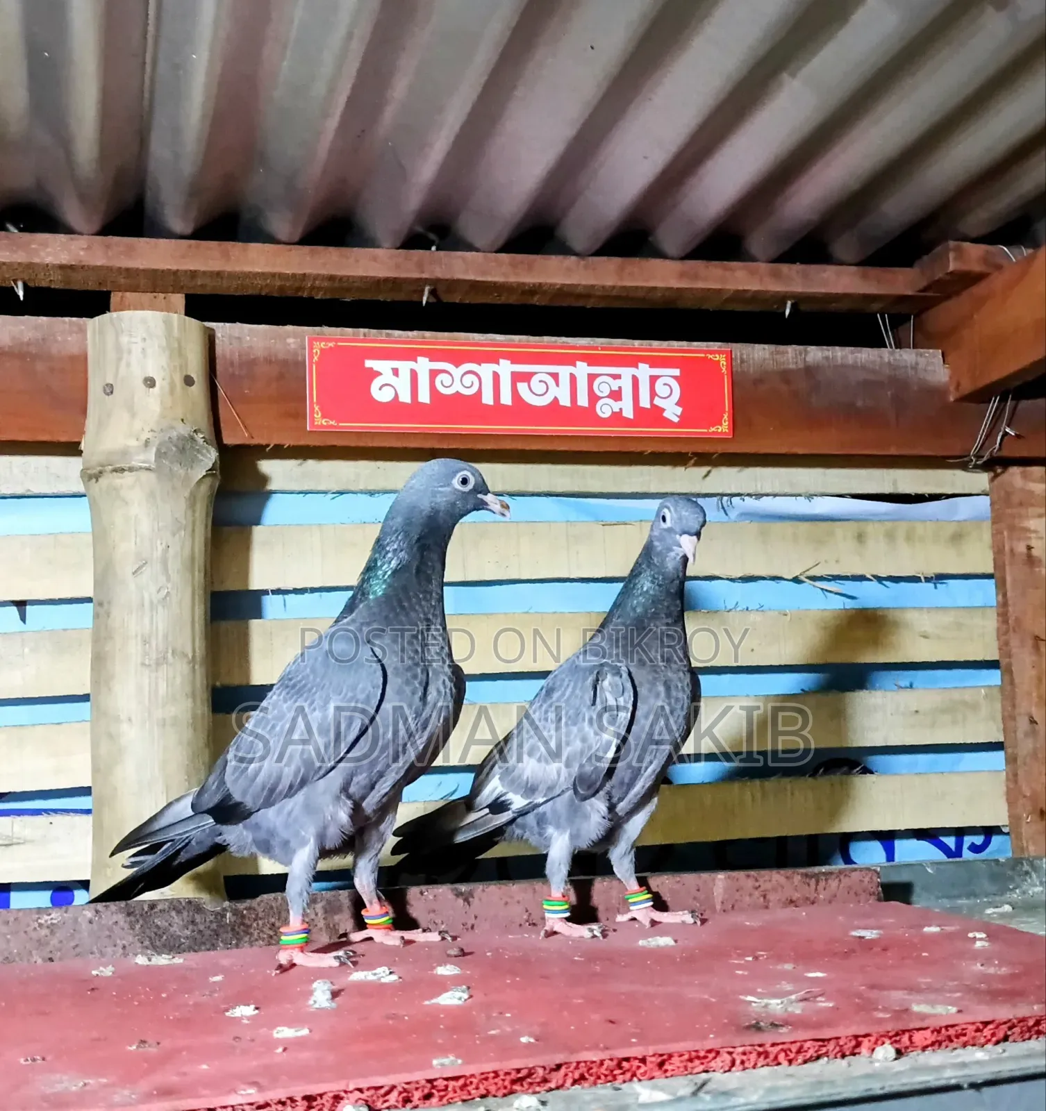 Highflyer Pigeon