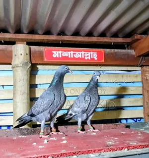 Highflyer Pigeon