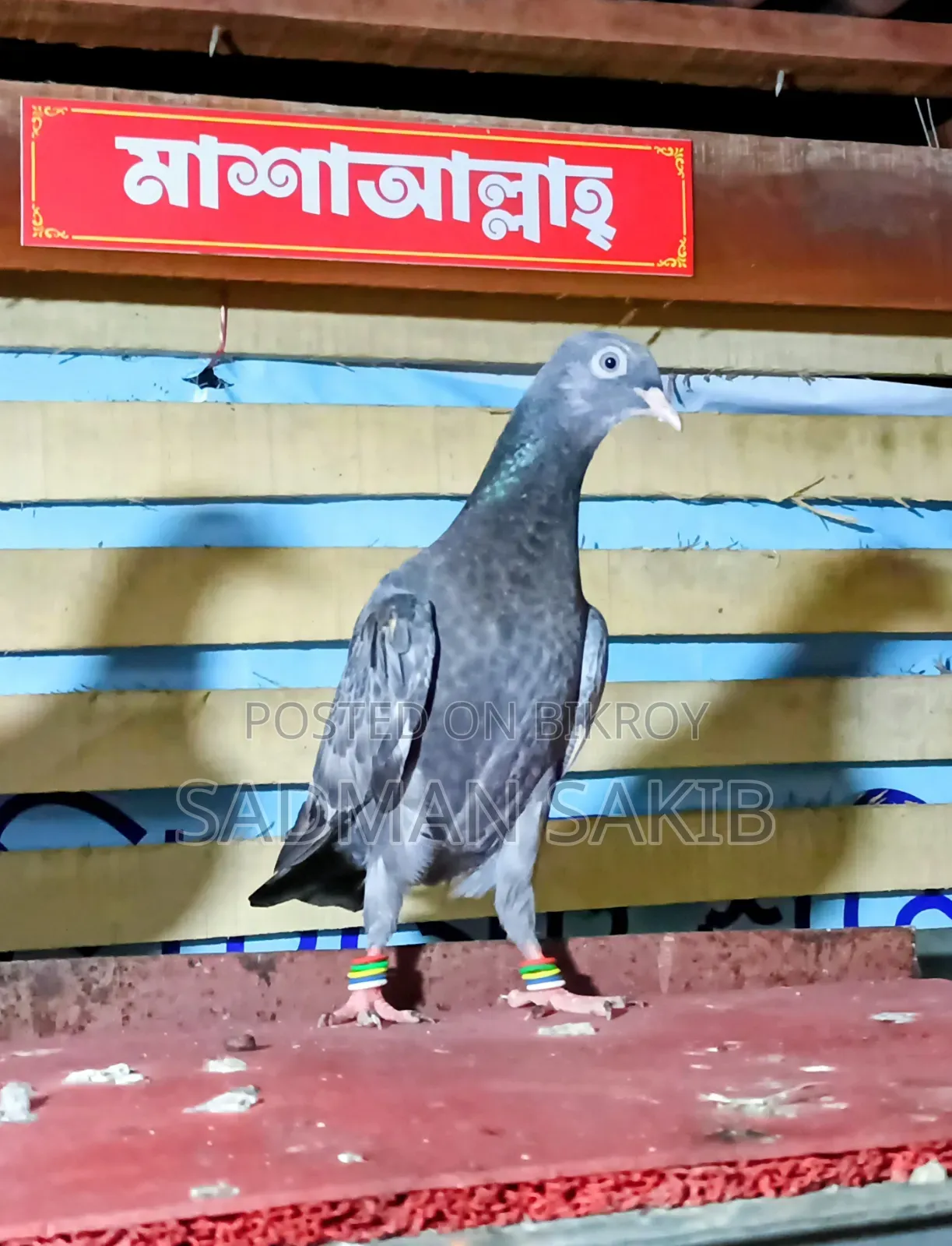 Highflyer Pigeon