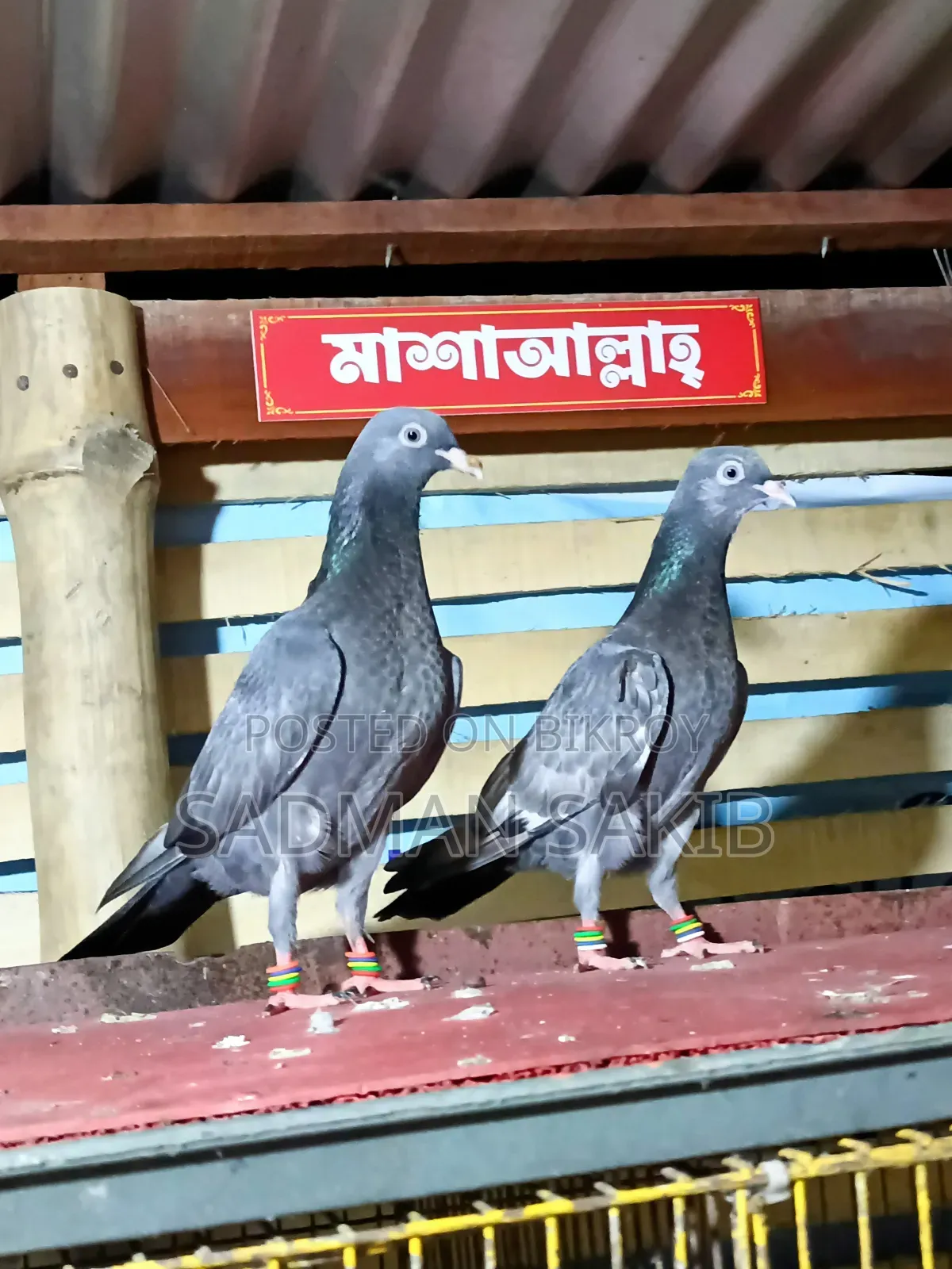 Highflyer Pigeon