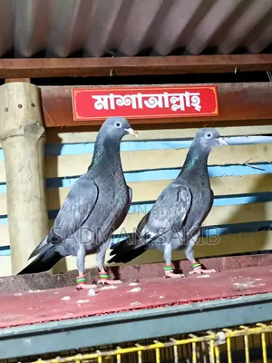 Highflyer Pigeon