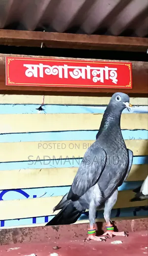 Highflyer Pigeon