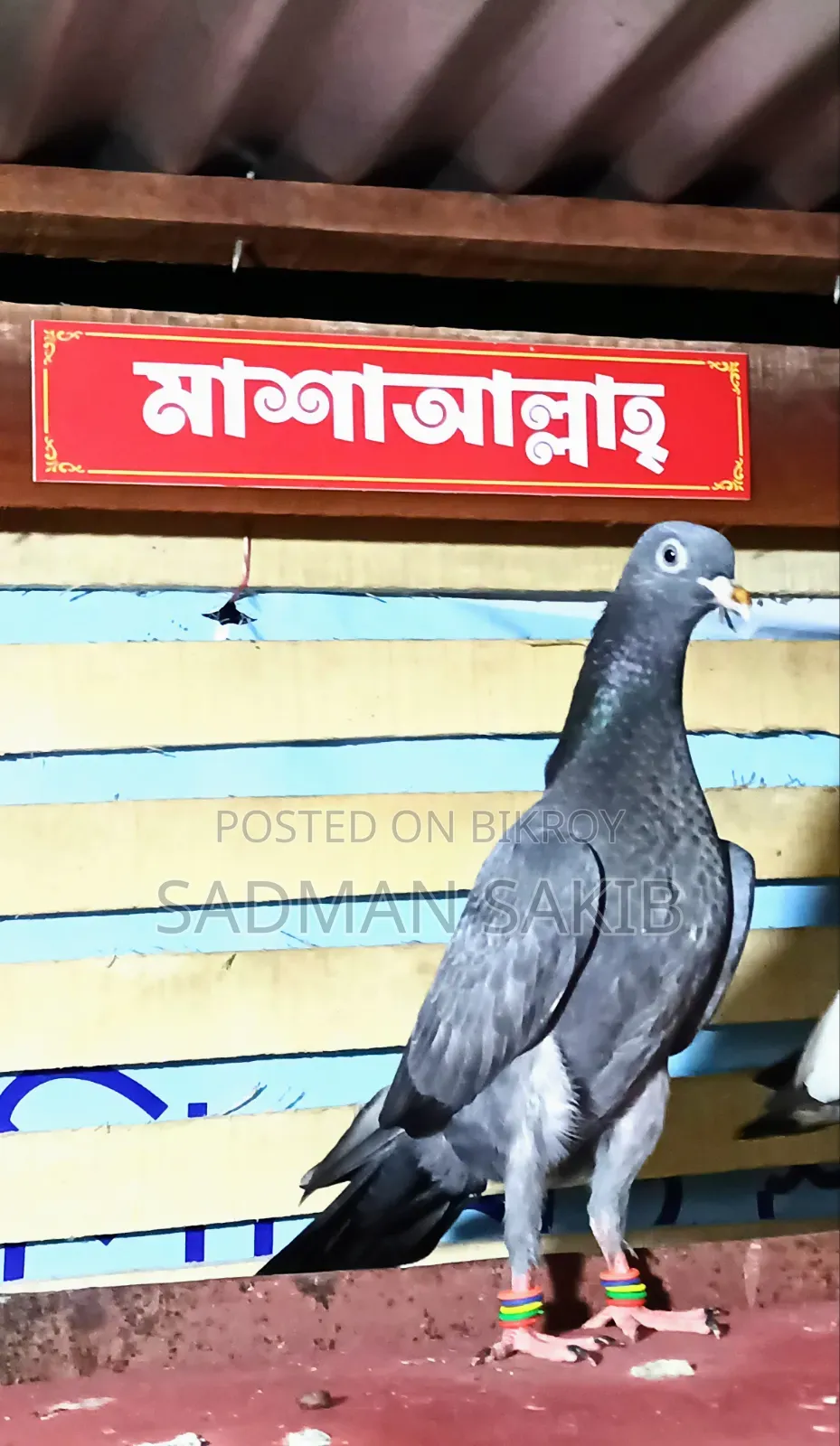Highflyer Pigeon