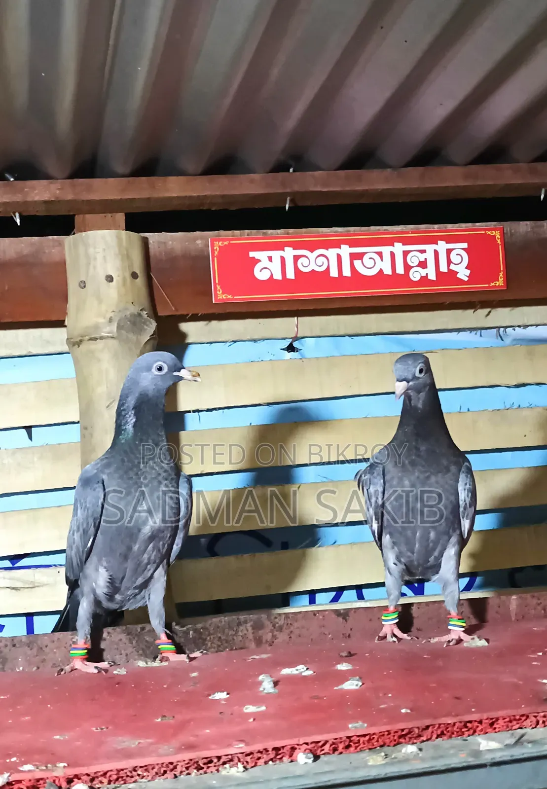 Highflyer Pigeon