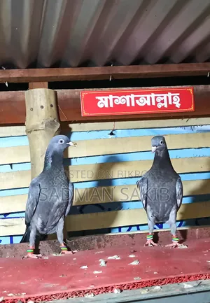 Highflyer Pigeon