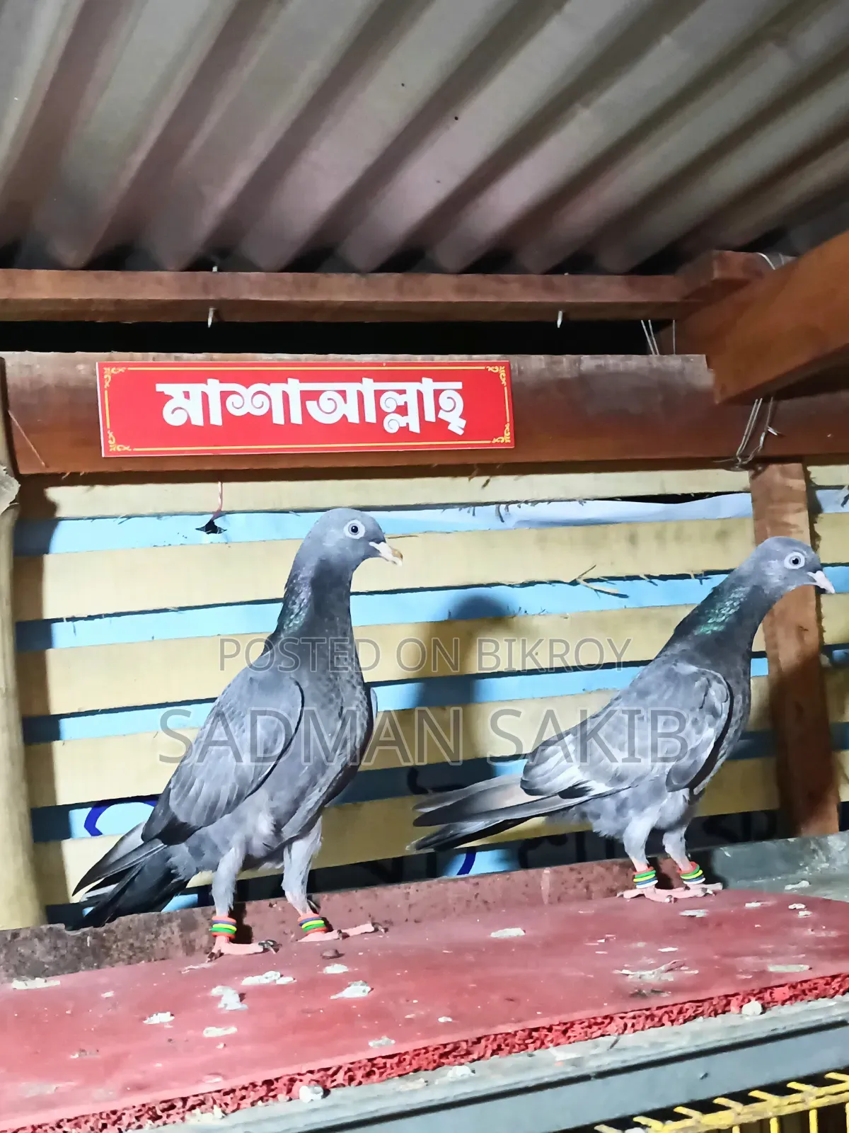 Highflyer Pigeon