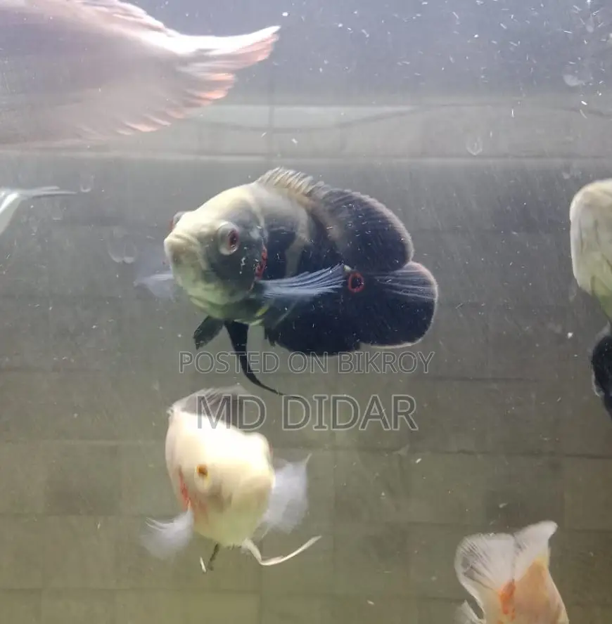 মনস্টার ফিস ( টাইগার/এলভনো অস্কার)